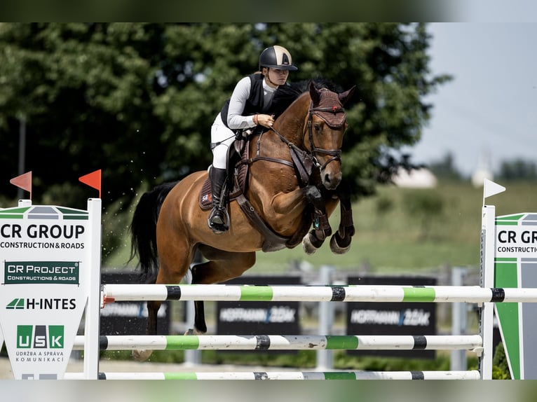 Belgisch Sportpaard Ruin 6 Jaar 172 cm Roodbruin in Pilsen