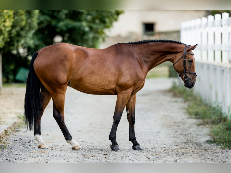 Belgisch Sportpaard Ruin 6 Jaar 172 cm Roodbruin in Pilsen