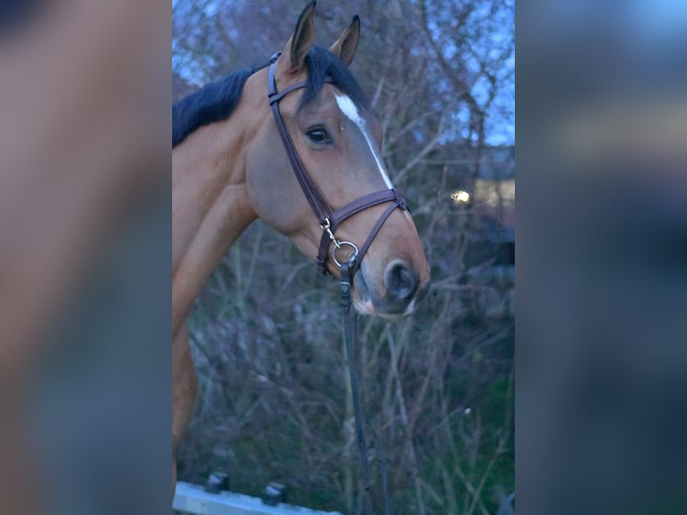 Belgisch Sportpaard Ruin 6 Jaar 173 cm Lichtbruin in Geilenkirchen