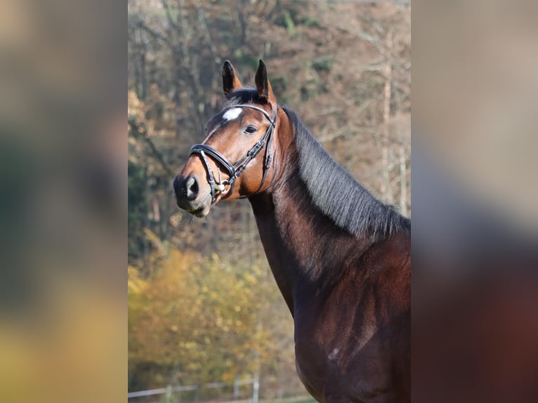 Belgisch Sportpaard Ruin 7 Jaar 170 cm Bruin in Tillmitsch