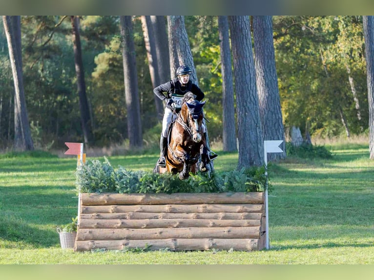 Belgisch Sportpaard Ruin 7 Jaar 178 cm Bruin in Suhlendorf