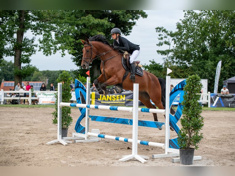 Belgisch Sportpaard Ruin 8 Jaar 167 cm Bruin in Tessenderlo