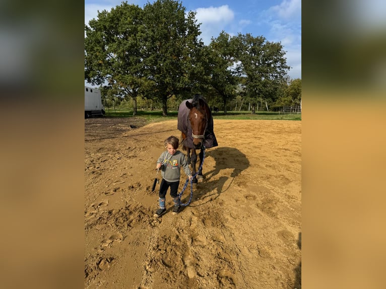 Belgisch Sportpaard Ruin 8 Jaar 167 cm Bruin in Tessenderlo