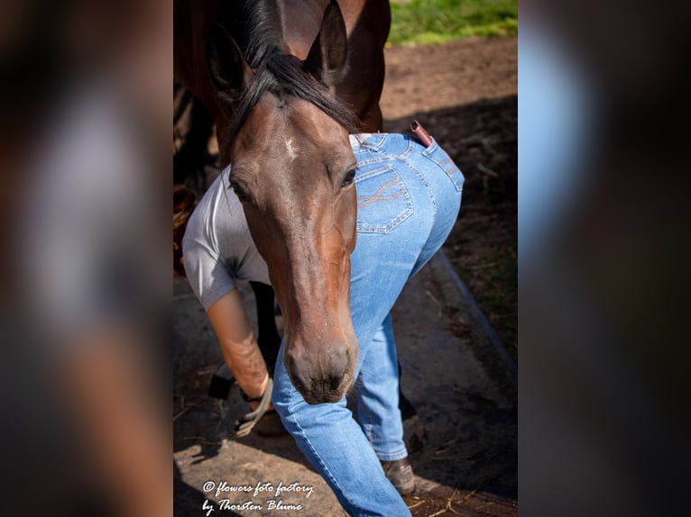 Belgisch Sportpaard Ruin 9 Jaar 162 cm Bruin in Pulheim