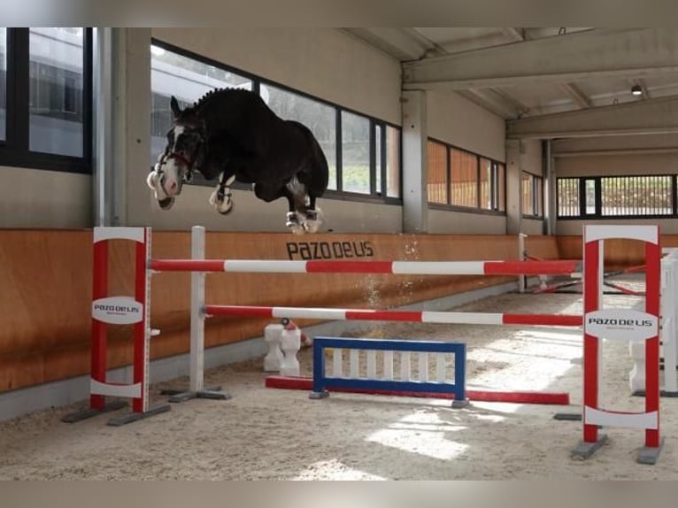 Belgisch Sportpaard Ruin 9 Jaar 177 cm Schimmel in Santa Cruz De Bezana