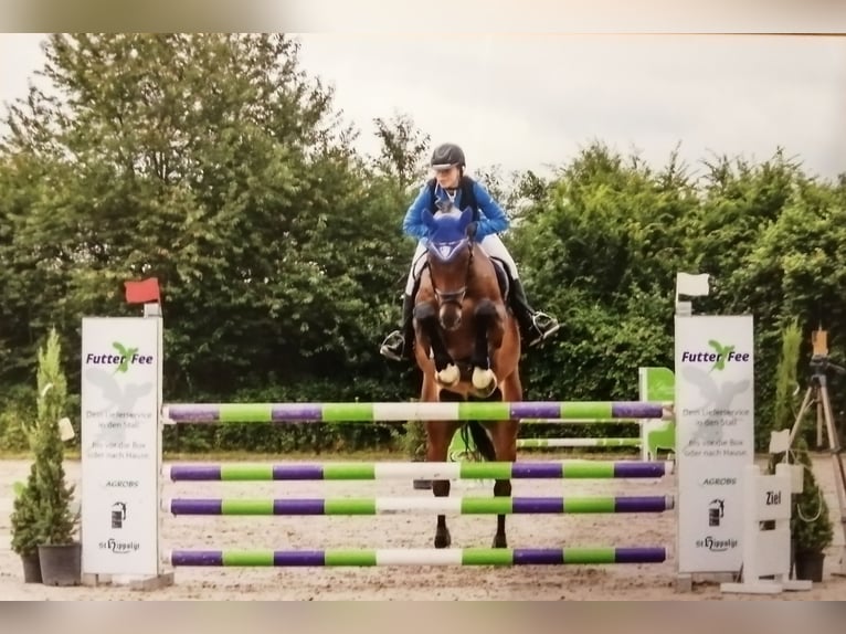 Belgisch Sportpaard Ruin 9 Jaar 178 cm Donkerbruin in Düren