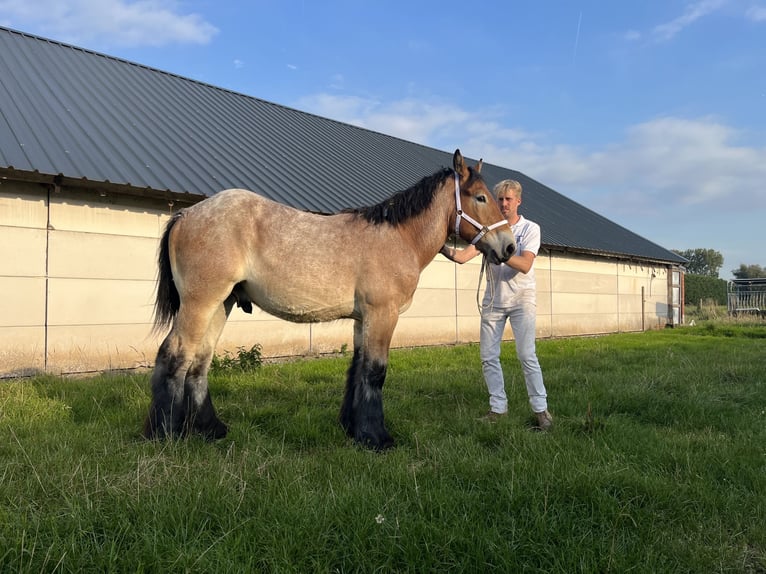 Belgisch trekpaard Hengst 1 Jaar 154 cm Appelschimmel in Kaprijke