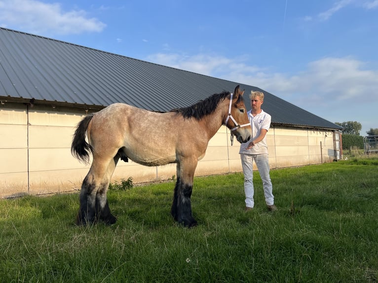 Belgisch trekpaard Hengst 1 Jaar 154 cm Appelschimmel in Kaprijke