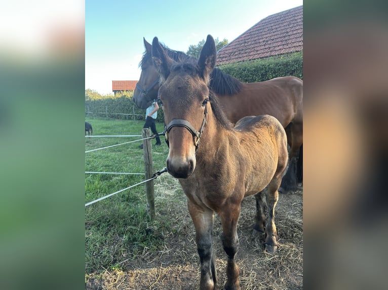 Belgisch trekpaard Hengst 1 Jaar 170 cm Bruin in Beek en Donk