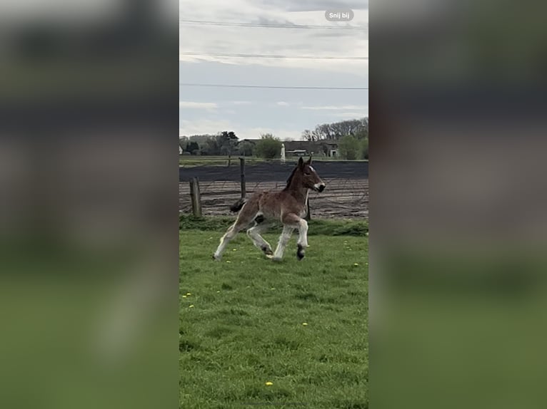 Belgisch trekpaard Hengst 1 Jaar Roan-Bay in Sleidinge