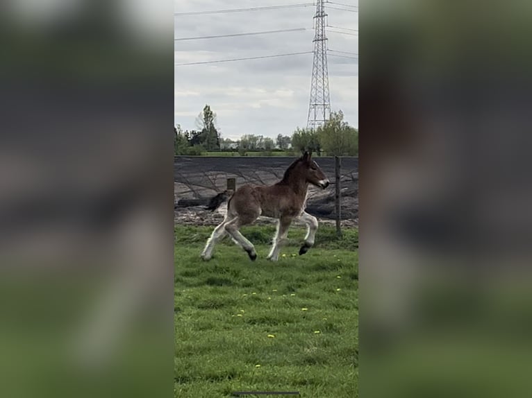 Belgisch trekpaard Hengst 1 Jaar Roan-Bay in Sleidinge