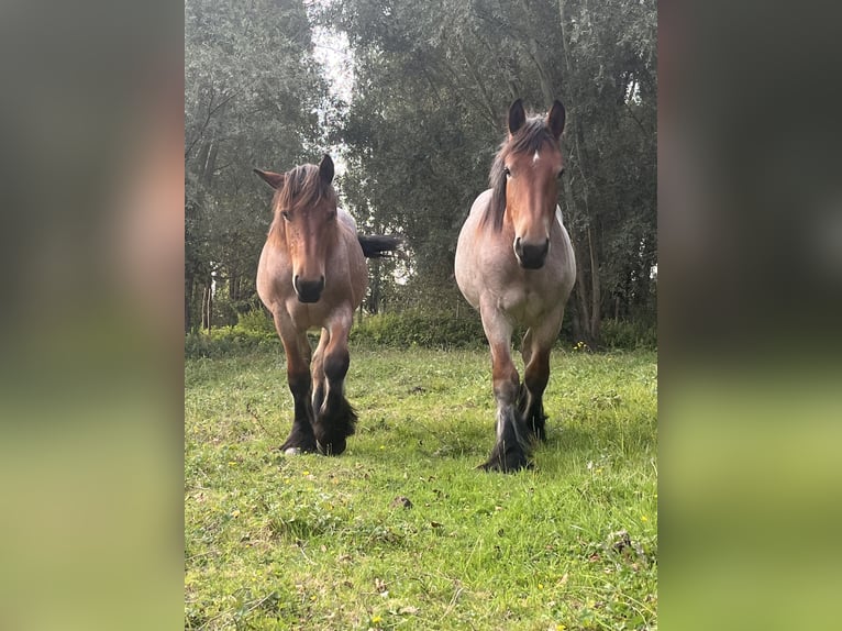 Belgisch trekpaard Hengst 1 Jaar Roan-Bay in Sleidinge