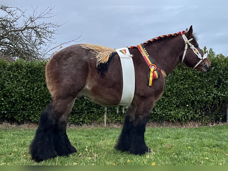 Belgisch trekpaard Hengst 1 Jaar Roan-Bay in Sleidinge