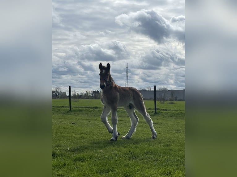 Belgisch trekpaard Hengst 1 Jaar Roan-Bay in Sleidinge