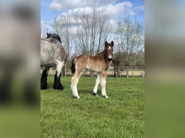 Belgisch trekpaard Hengst 1 Jaar Roan-Bay in Sleidinge
