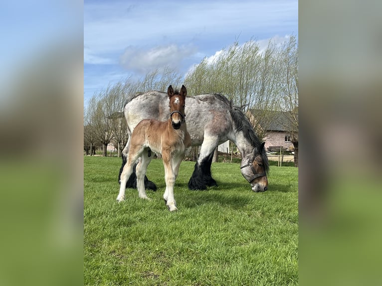 Belgisch trekpaard Hengst 1 Jaar Roan-Bay in Sleidinge