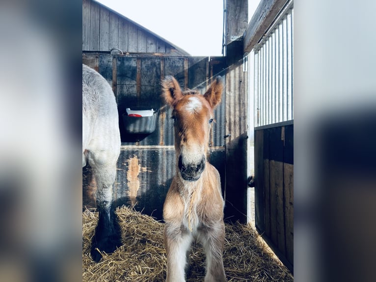 Belgisch trekpaard Hengst 1 Jaar Roan-Bay in Sleidinge