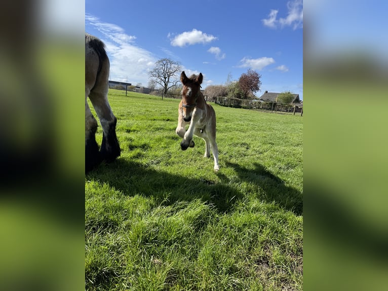 Belgisch trekpaard Hengst 1 Jaar Roan-Bay in Sleidinge