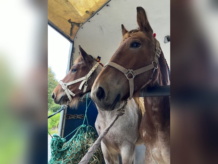 Belgisch trekpaard Hengst 1 Jaar Roan-Bay in Sleidinge