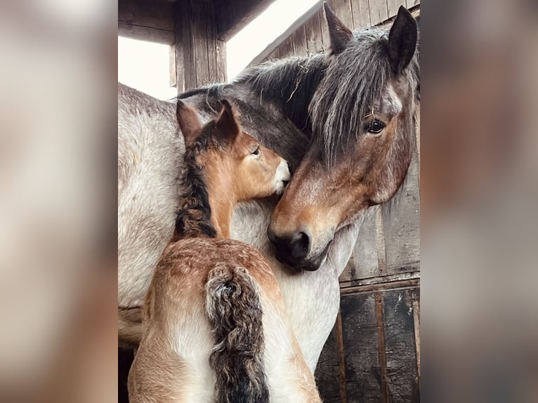 Belgisch trekpaard Hengst 1 Jaar Roan-Bay in Sleidinge