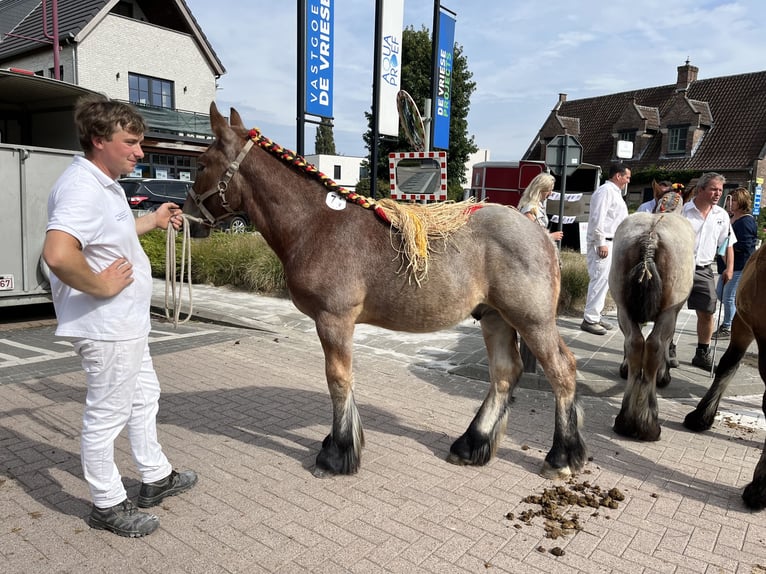Belgisch trekpaard Hengst 1 Jaar Roan-Bay in Sleidinge