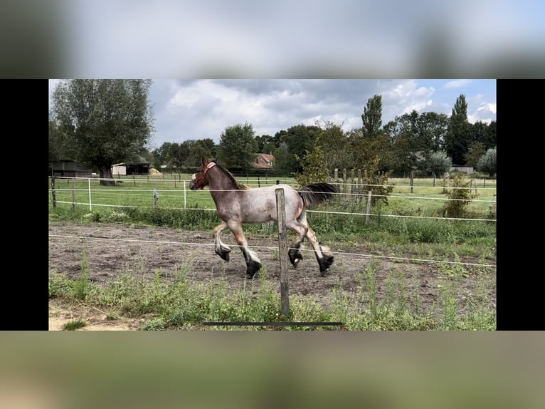 Belgisch trekpaard Hengst 1 Jaar Roan-Bay in Sleidinge