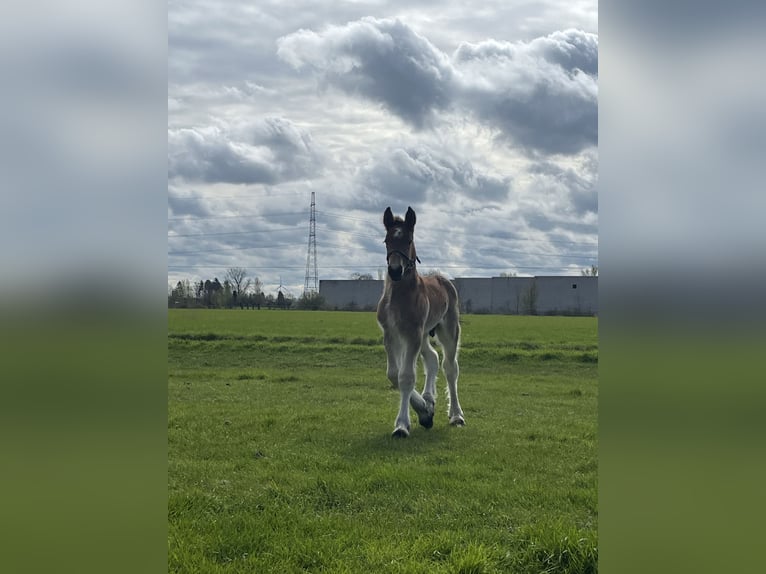 Belgisch trekpaard Hengst 1 Jaar Roan-Bay in Sleidinge