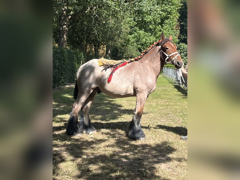 Belgisch trekpaard Hengst 1 Jaar Roan-Bay in Sleidinge