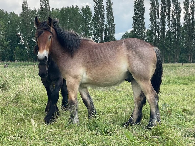 Belgisch trekpaard Hengst 1 Jaar Roan-Bay in Denderbelle