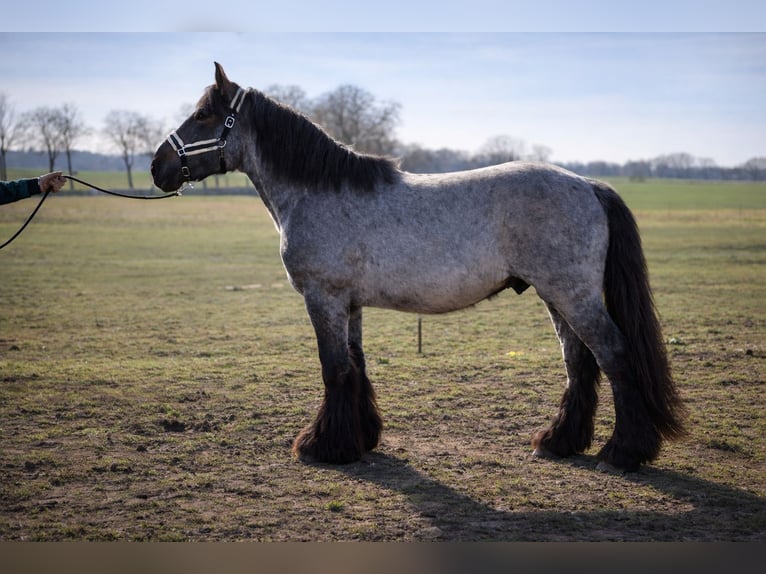 Belgisch trekpaard Hengst 2 Jaar 158 cm Blauwschimmel in Baumgarten