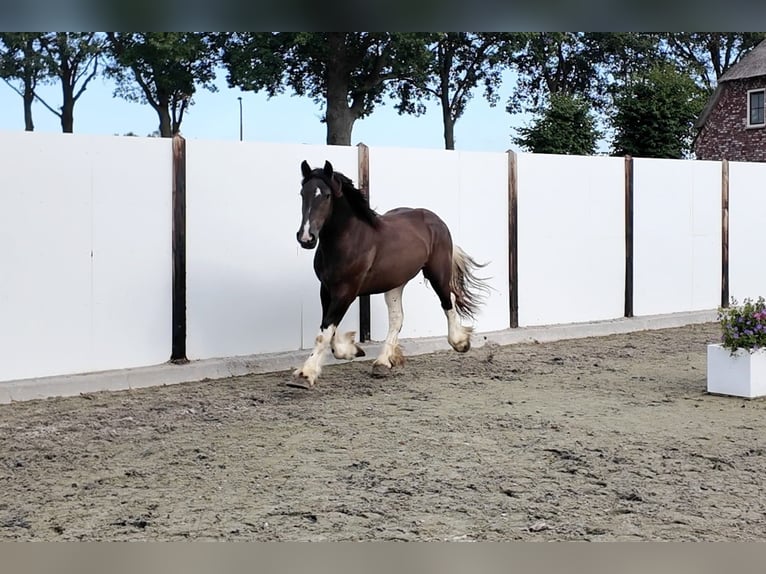 Belgisch trekpaard Hengst 2 Jaar 160 cm Roodbruin in Waddinxveen