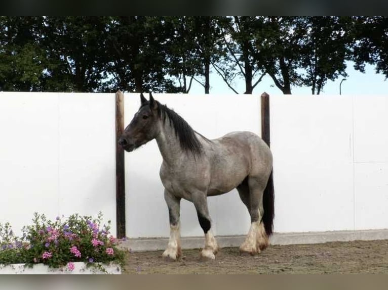 Belgisch trekpaard Hengst 3 Jaar 160 cm Roan-Bay in Waddinxveen