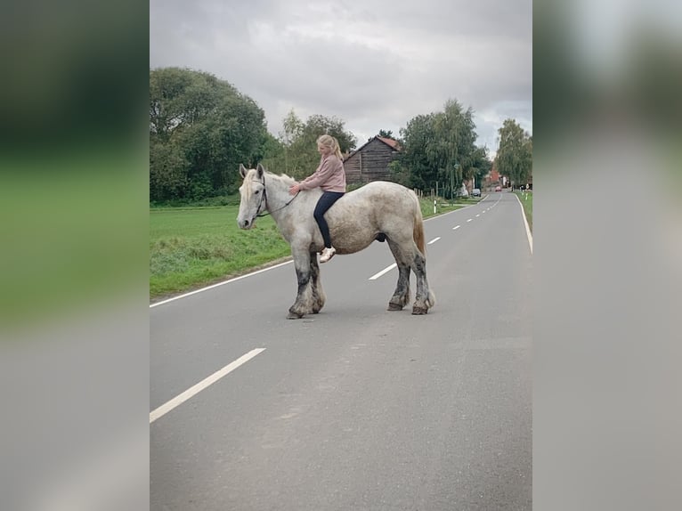 Belgisch trekpaard Hengst 3 Jaar 170 cm Appelschimmel in Wienrode