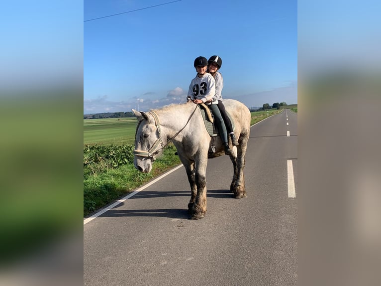 Belgisch trekpaard Hengst 3 Jaar 170 cm Appelschimmel in Wienrode