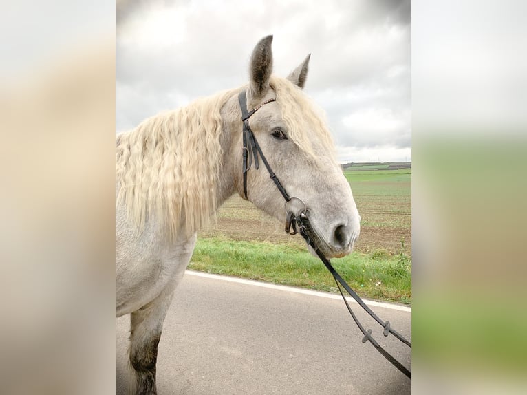 Belgisch trekpaard Hengst 3 Jaar 170 cm Appelschimmel in Wienrode