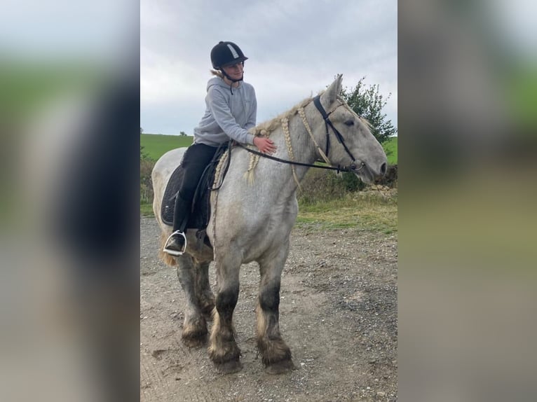 Belgisch trekpaard Hengst 3 Jaar 170 cm Appelschimmel in Wienrode