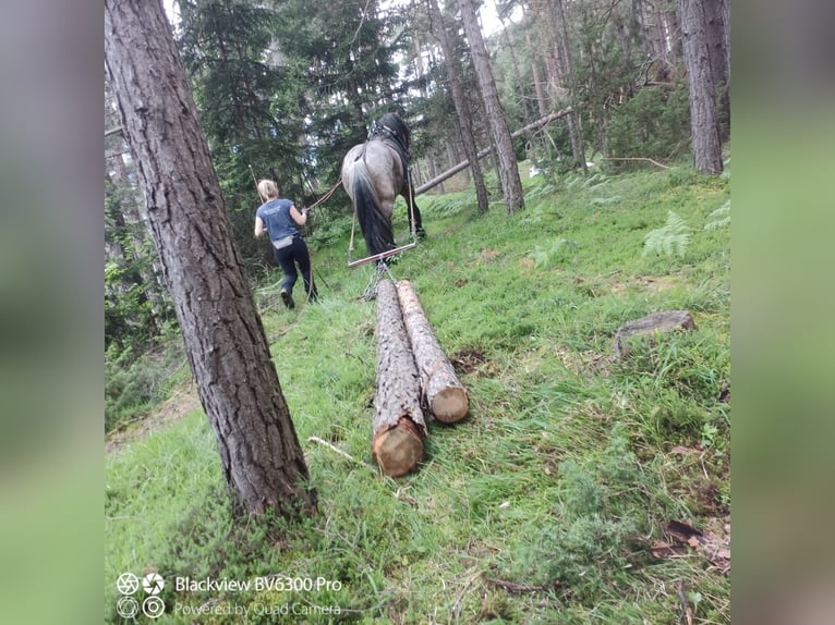 Belgisch trekpaard Hengst 5 Jaar 170 cm Bruin in Telfs