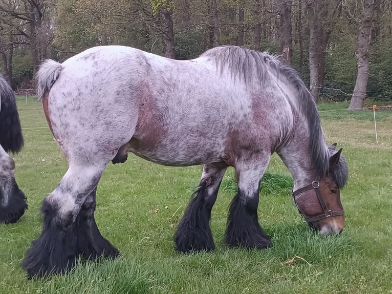 Belgisch trekpaard Hengst 9 Jaar 169 cm Roan-Bay in Donkerbroek