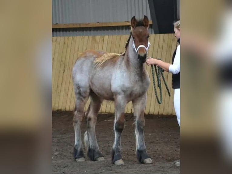 Belgisch trekpaard Hengst Veulen (06/2026) 130 cm Roan-Bay in Tæbring
