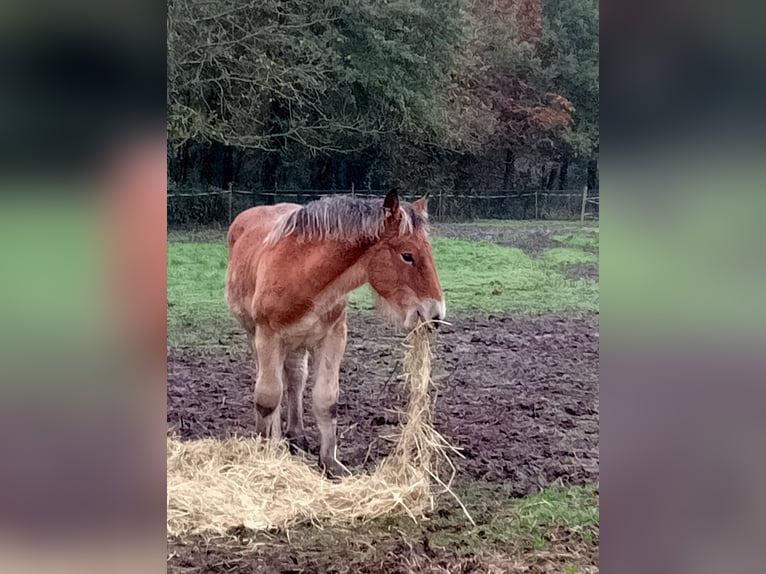 Belgisch trekpaard Hengst veulen (05/2024) 170 cm Bruin in Schijndel