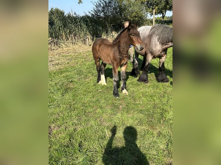 Belgisch trekpaard Hengst veulen (06/2024) Bruin in Veghell