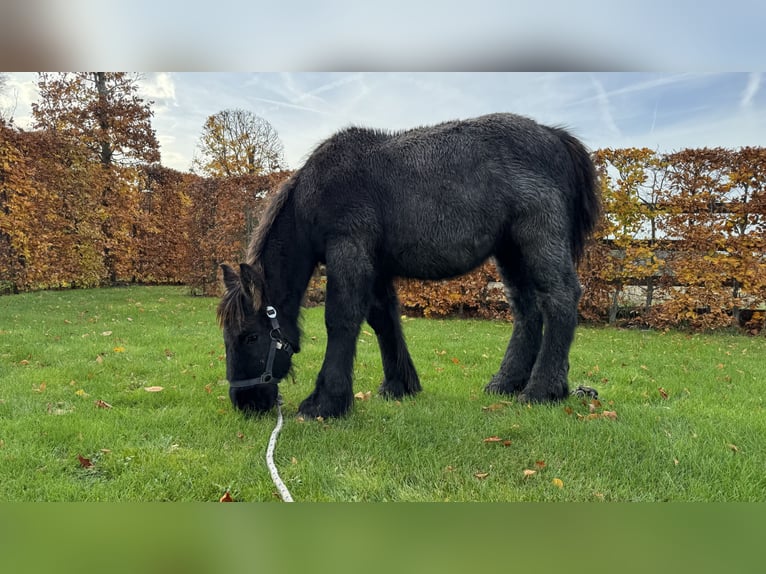 Belgisch trekpaard Hengst veulen (05/2024) in Schelle