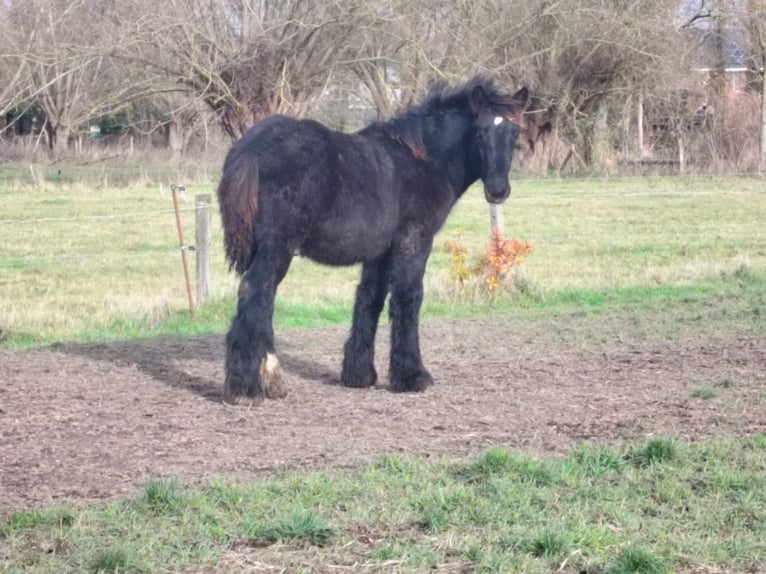 Belgisch trekpaard Hengst Veulen (05/2025) Zwart in Denderbelle