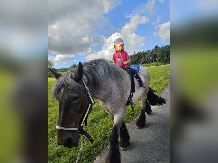 Belgisch trekpaard Merrie 11 Jaar 168 cm Brown Falb schimmel in Windeck