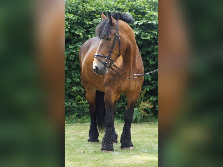 Belgisch trekpaard Merrie 12 Jaar 166 cm Bruin in Neuenkirchen-Vörden
