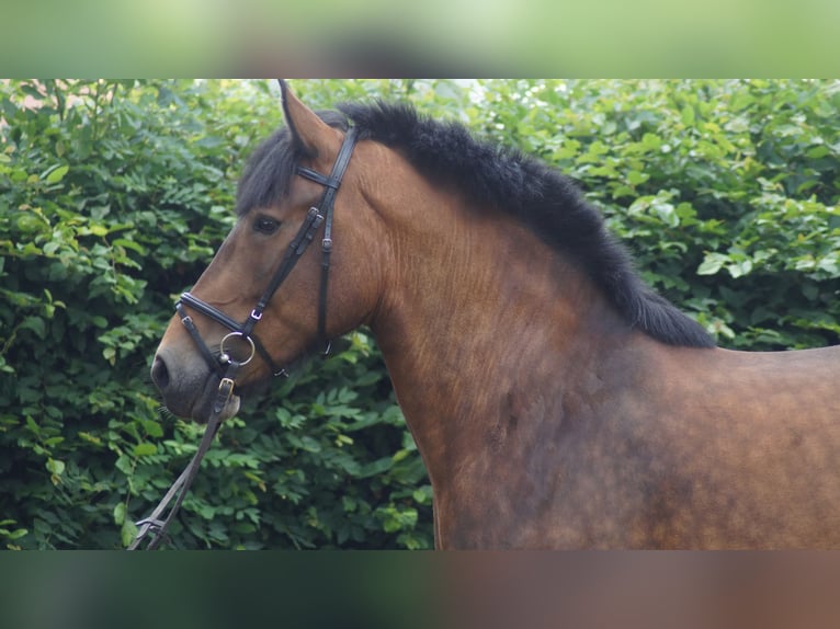 Belgisch trekpaard Merrie 12 Jaar 166 cm Bruin in Neuenkirchen-Vörden