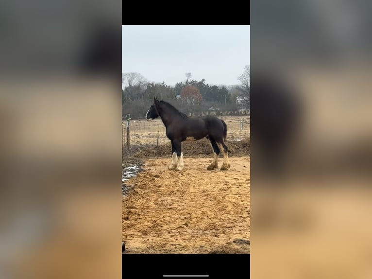 Belgisch trekpaard Mix Merrie 13 Jaar 163 cm Donkere-vos in Rensselaer