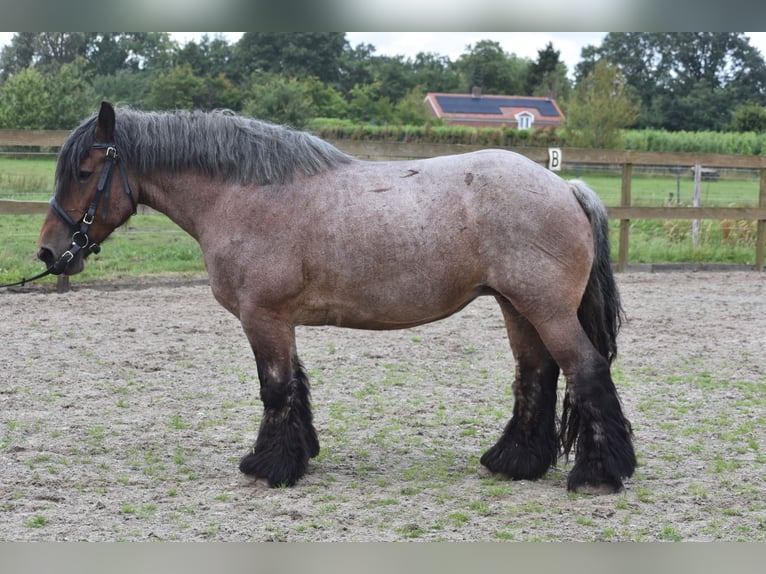 Belgisch trekpaard Merrie 15 Jaar 158 cm Roan-Bay in Achtmaal