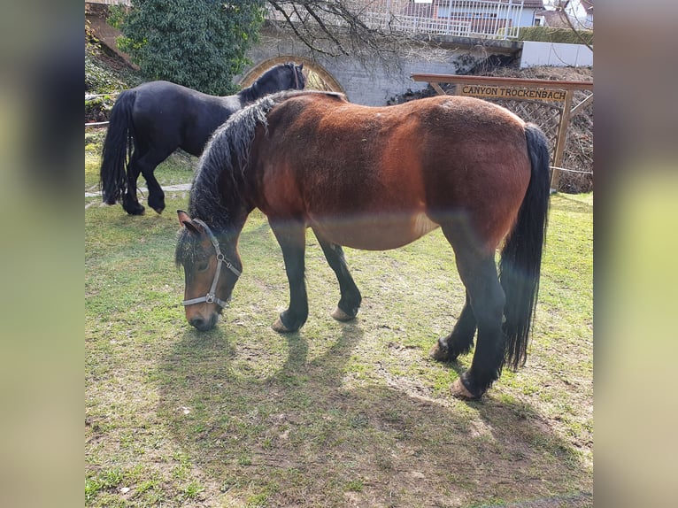 Belgisch trekpaard Merrie 15 Jaar 160 cm Donkere-vos in Bad Brückenau