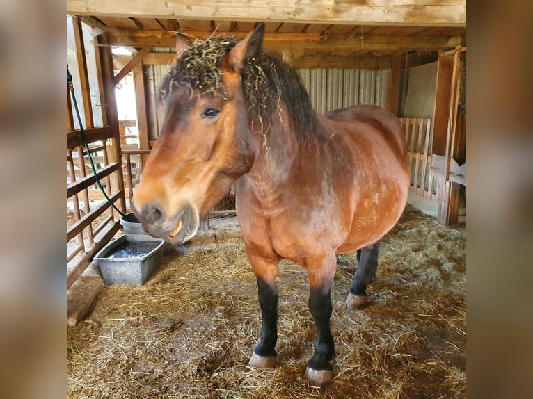 Belgisch trekpaard Merrie 15 Jaar 160 cm Donkere-vos in Bad Brückenau